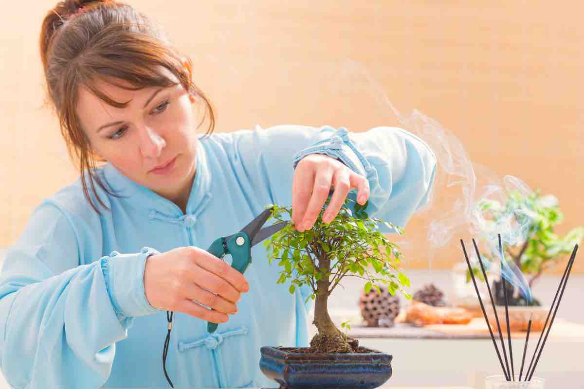 Crea il tuo bonsai