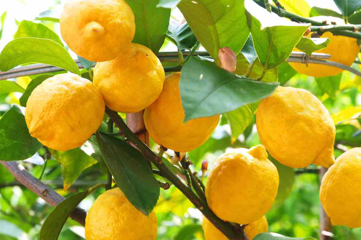 Come coltivare i limoni