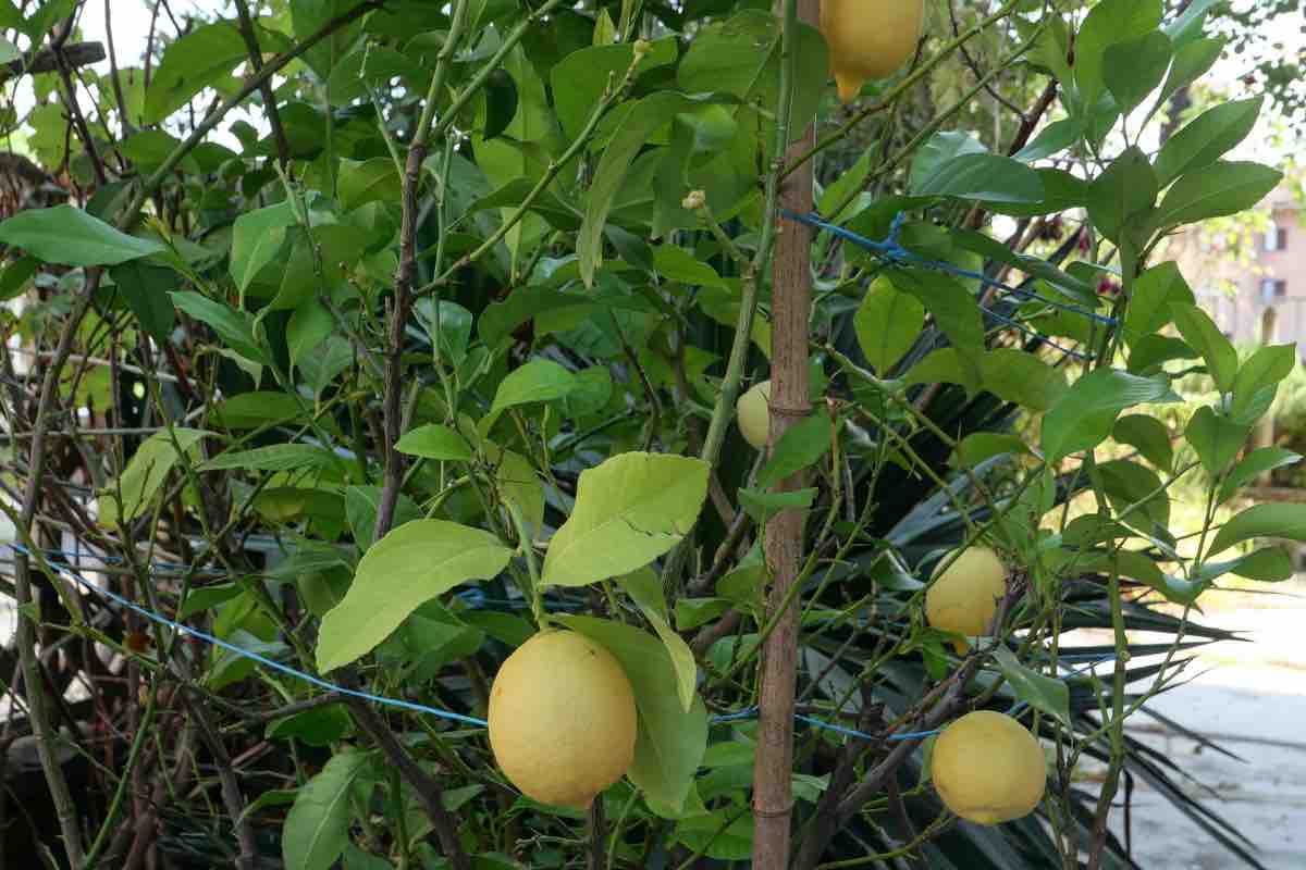 Limone in vaso